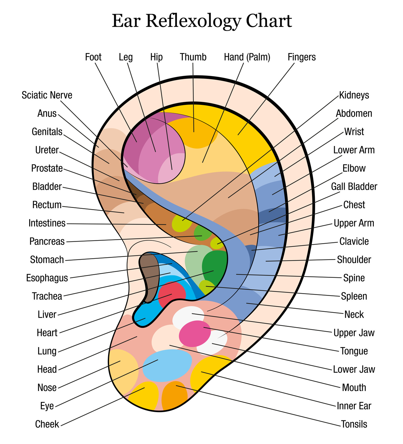 ear_reflexology_chart | The Australian School of Reflexology